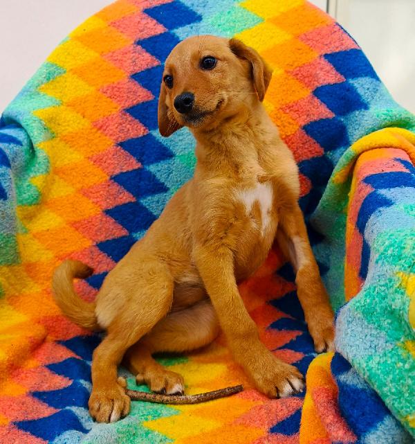 Nocciola🤎🍀 Foto 5