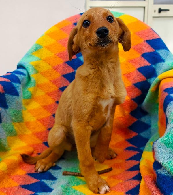 Nocciola🤎🍀 Foto 6