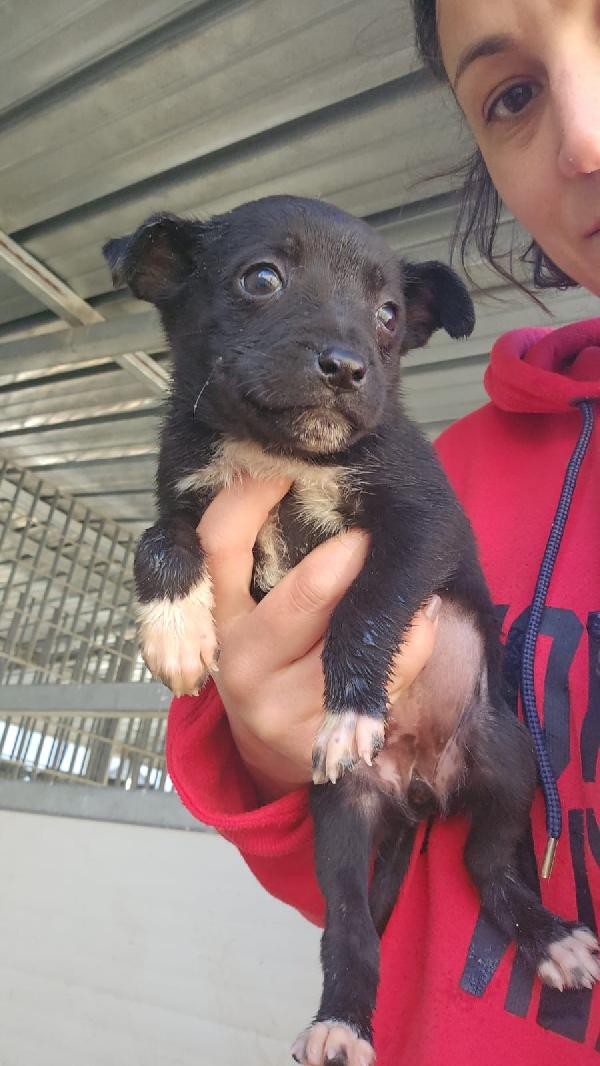 Corsica splendida dolce cucciolina cerca famiglia  Foto 2