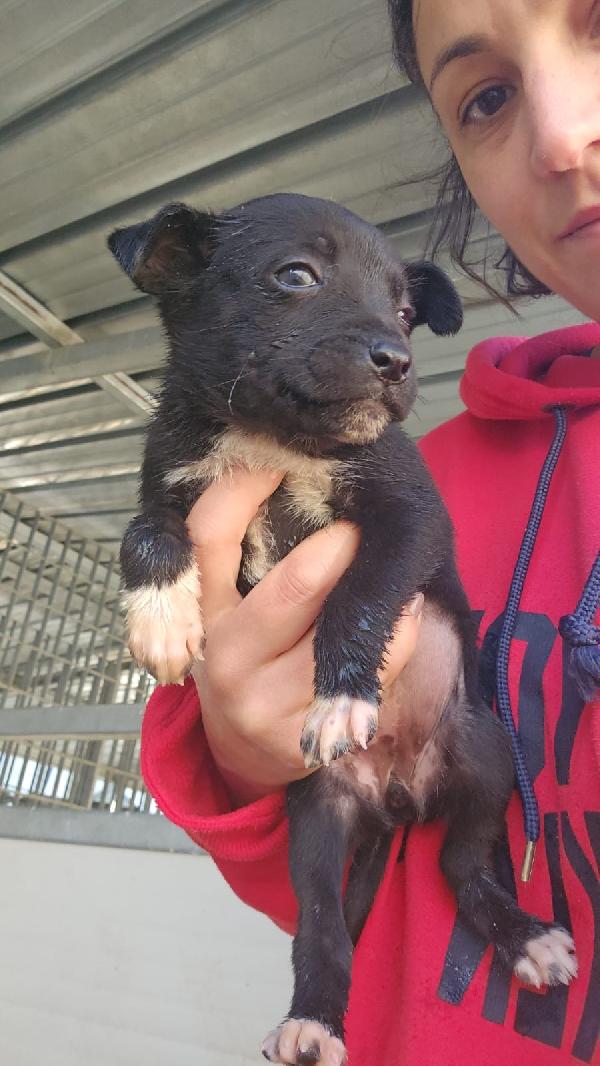 Corsica splendida dolce cucciolina cerca famiglia  Foto 3