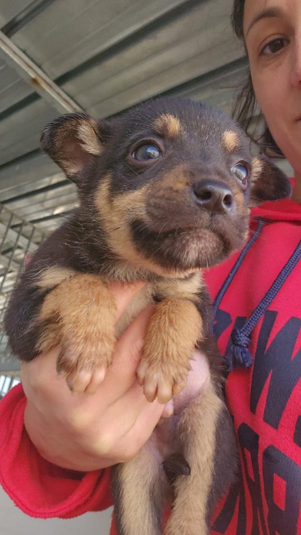 Giglio Splendido Dolce Cucciolo Cerca Famiglia 