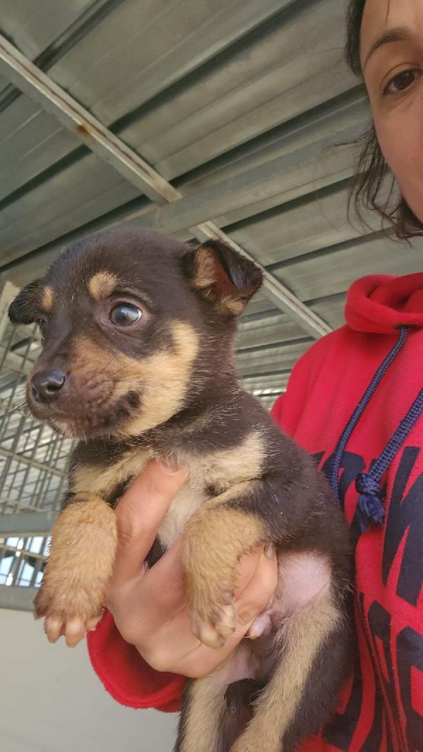 Giglio splendido dolce cucciolo cerca famiglia  Foto 2
