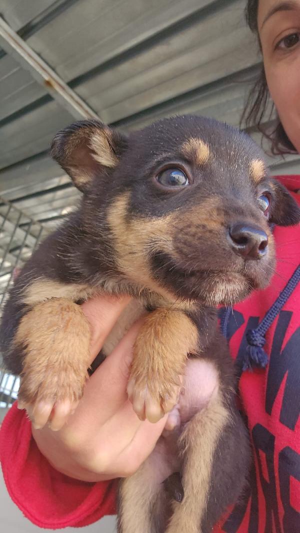 Giglio splendido dolce cucciolo cerca famiglia  Foto 3