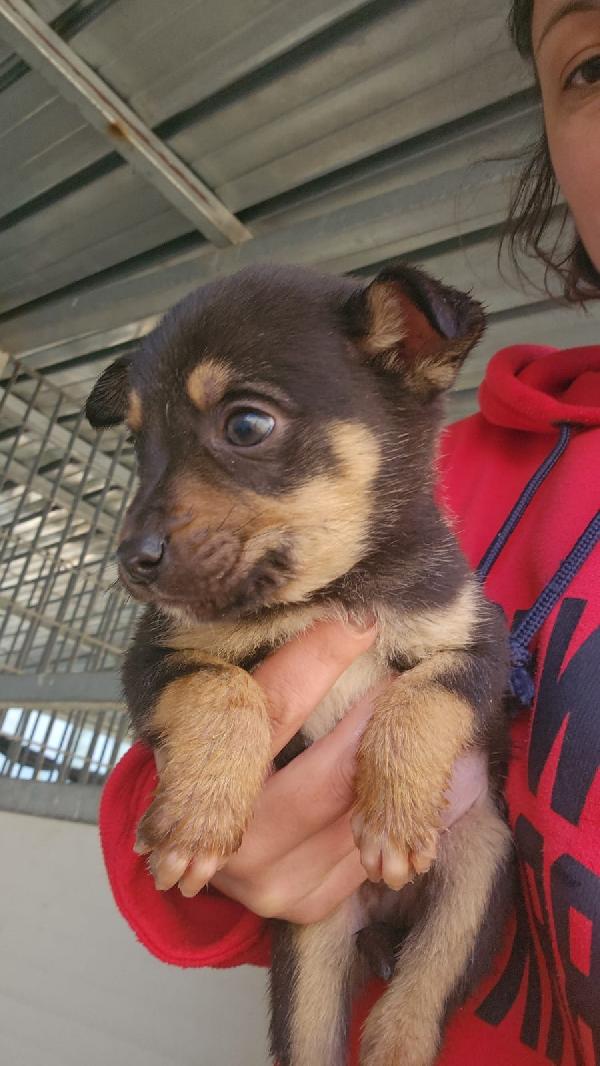 Giglio splendido dolce cucciolo cerca famiglia  Foto 4