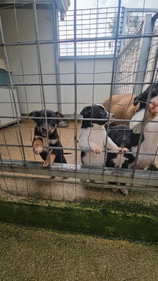 Elba: 2 mesi taglia contenuta  Foto 4