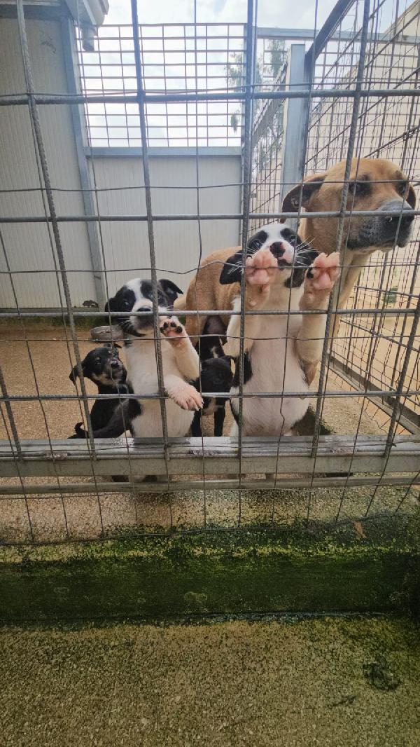Elba: 2 mesi taglia contenuta  Foto 3