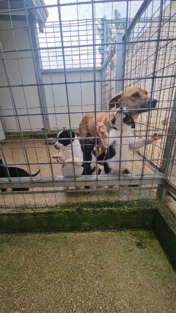 Elba: 2 mesi taglia contenuta  Foto 6