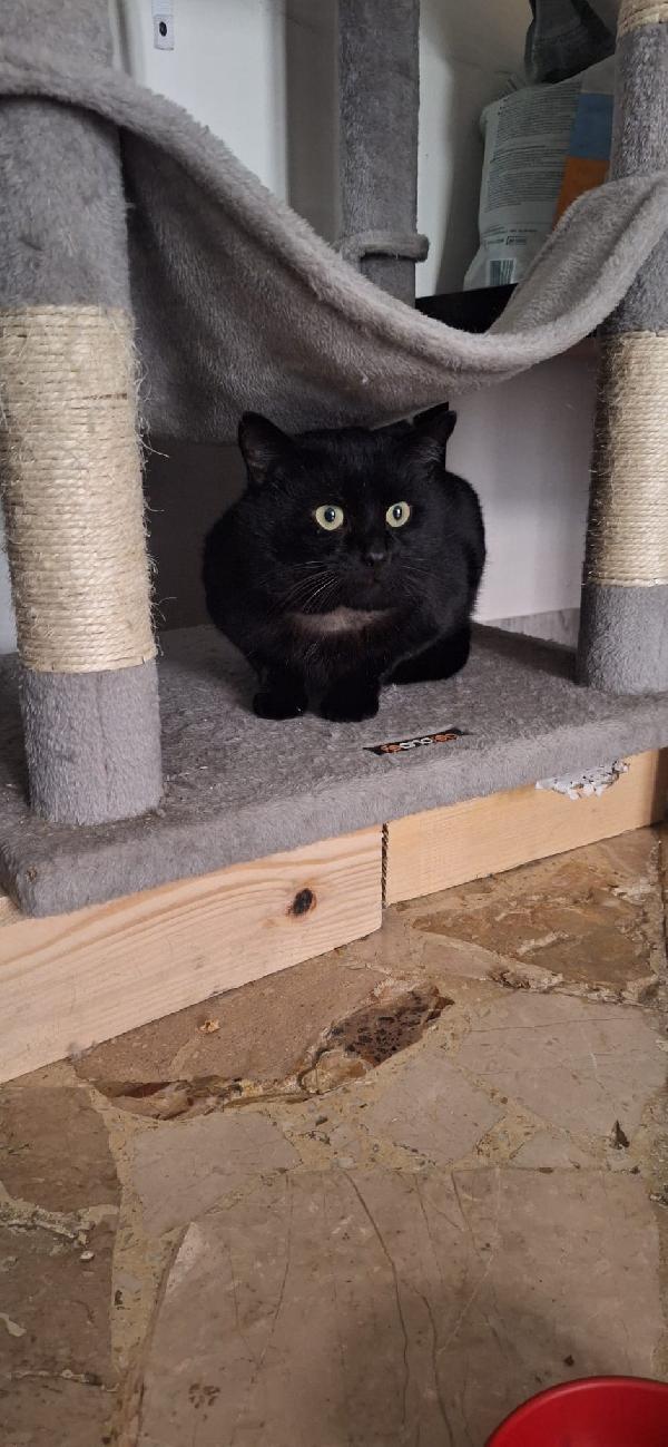 Adozione Del Cuore Per Momo 🖤