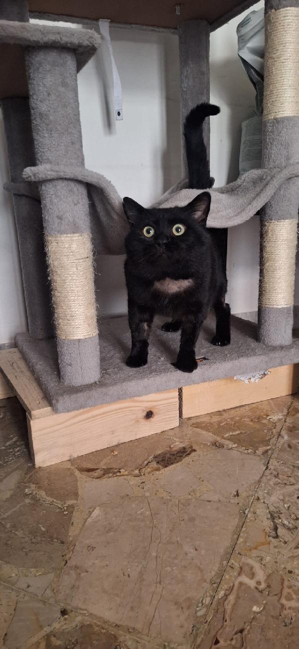 ADOZIONE DEL CUORE PER MOMO 🖤 Foto 2