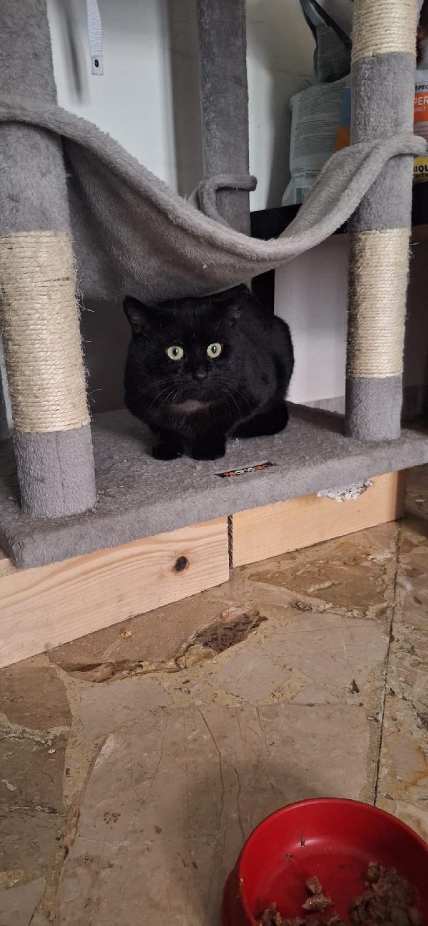 ADOZIONE DEL CUORE PER MOMO 🖤 Foto 3