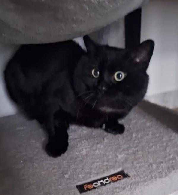 ADOZIONE DEL CUORE PER MOMO 🖤 Foto 5