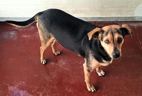 MIRTILLA CAGNOLINA DOLCISSIMA Foto 4