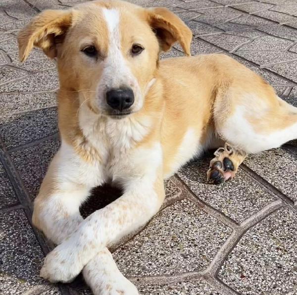 Babette Una Cagnolina Dal Cuore D’oro