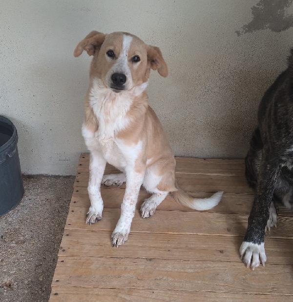 Babette una cagnolina dal cuore d’oro Foto 2