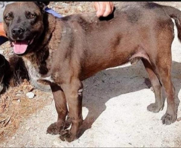 Ruben 6anni manto nocciola tg grande nessuno lo considera. Foto 4