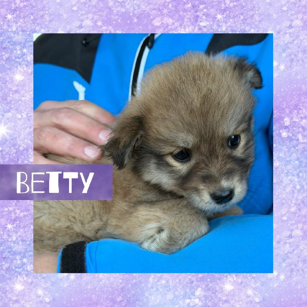 ♥️🐾 5 splendide cucciole 🐾♥️ in adozione, futura taglia medio piccola Foto 5