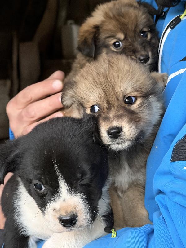♥️🐾 5 splendide cucciole 🐾♥️ in adozione, futura taglia medio piccola Foto 7