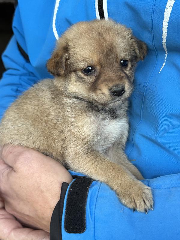 ♥️🐾 5 splendide cucciole 🐾♥️ in adozione, futura taglia medio piccola Foto 8