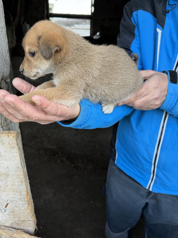 ♥️🐾 5 splendide cucciole 🐾♥️ in adozione, futura taglia medio piccola Foto 9
