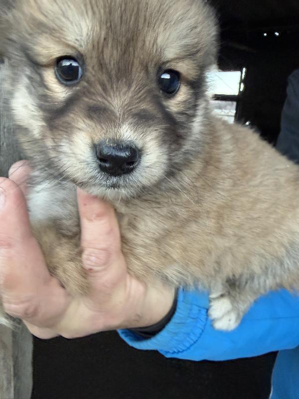 ♥️🐾 5 splendide cucciole 🐾♥️ in adozione, futura taglia medio piccola Foto 10