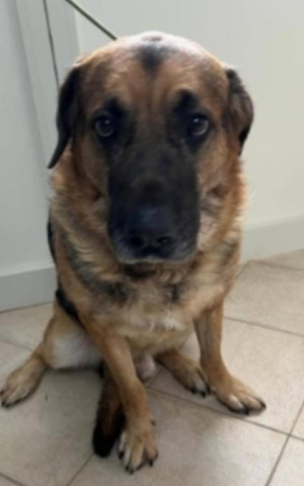 Pastore 3Anni Traslocano E Lo Mollano Dentro Casa!!!