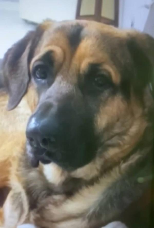 Pastore 3anni traslocano e lo mollano dentro casa!!! Foto 2