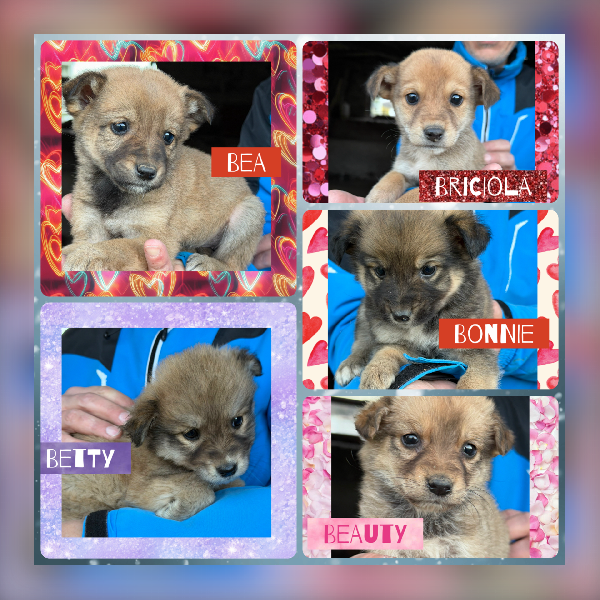 💖🐾 Meravigliose Cucciole 🐾💖 In Adozione Taglia Medio Piccola
