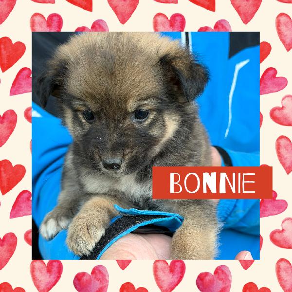 💖🐾 meravigliose cucciole 🐾💖 in adozione taglia medio piccola Foto 3