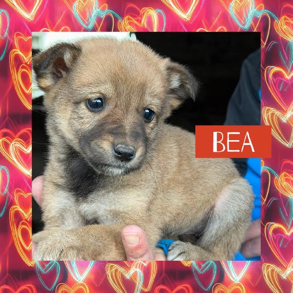 💖🐾 meravigliose cucciole 🐾💖 in adozione taglia medio piccola Foto 6