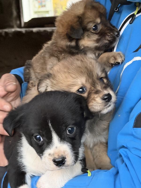 💖🐾 meravigliose cucciole 🐾💖 in adozione taglia medio piccola Foto 7