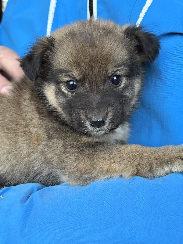 💖🐾 meravigliose cucciole 🐾💖 in adozione taglia medio piccola Foto 8