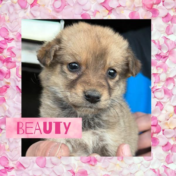 🌸🐾 meravigliose cucciole in adozione taglia medio piccola  Foto 2