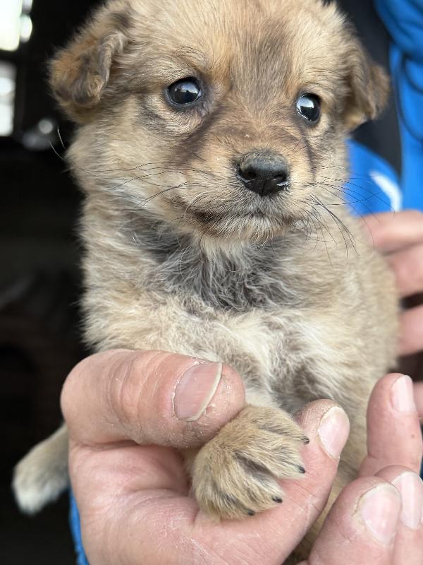 🌸🐾 meravigliose cucciole in adozione taglia medio piccola  Foto 7