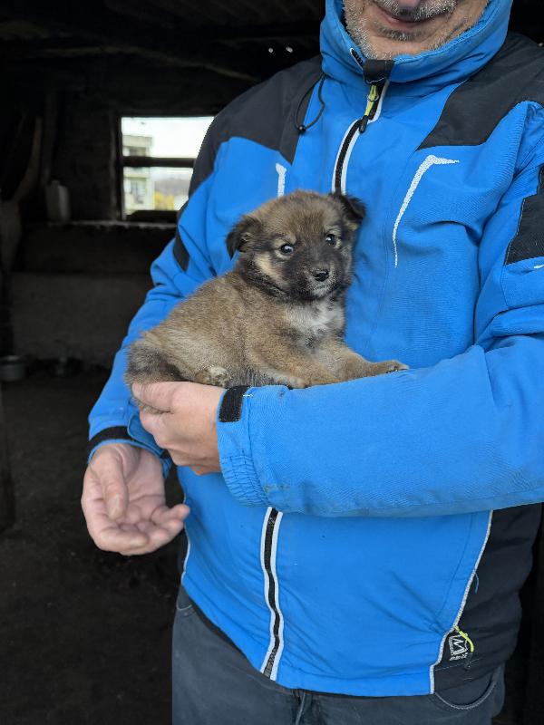 🌸🐾 meravigliose cucciole in adozione taglia medio piccola  Foto 8