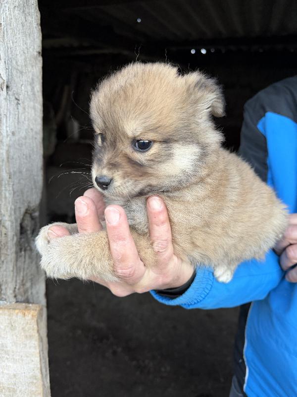 🌸🐾 meravigliose cucciole in adozione taglia medio piccola  Foto 10