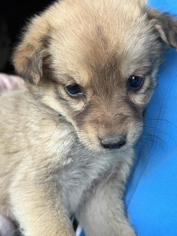 💕🐾 bellissime cucciole 🐾💕 in adozione taglia medio piccola Foto 8