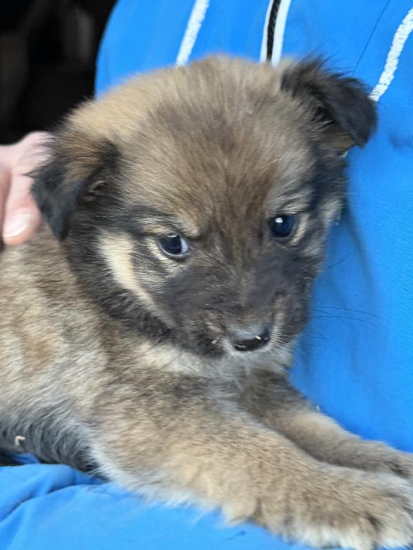 💕🐾 bellissime cucciole 🐾💕 in adozione taglia medio piccola Foto 9