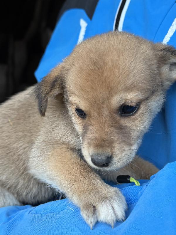 💕🐾 bellissime cucciole 🐾💕 in adozione taglia medio piccola Foto 10