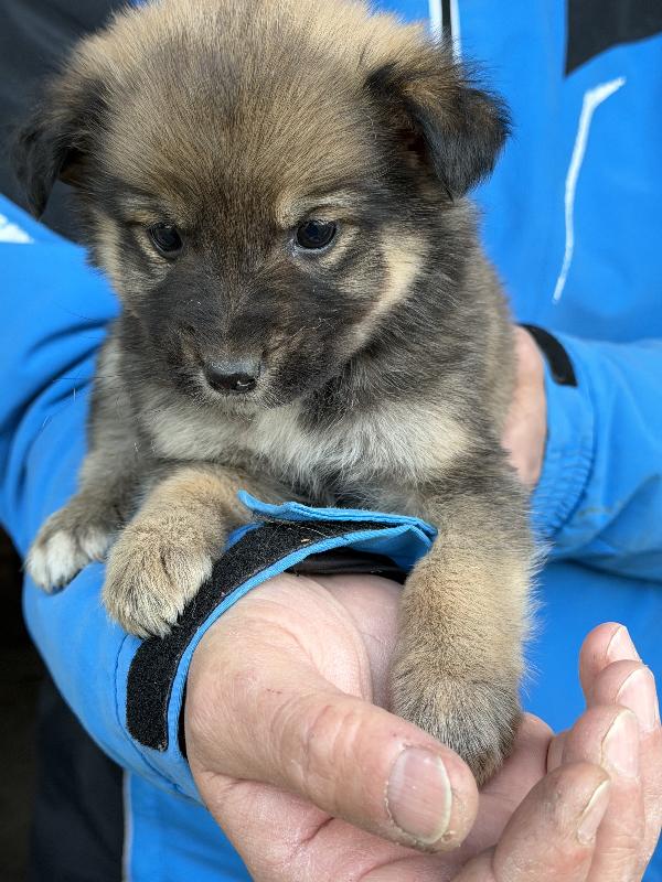 🌺🐾 scegli la tua dolcissima cucciola taglia medio piccola Foto 8