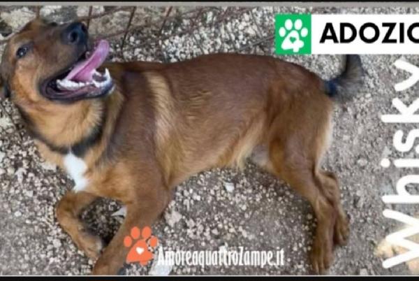 3Cucciolotti Marroni Nessuno Li Ha Scelti.gargano