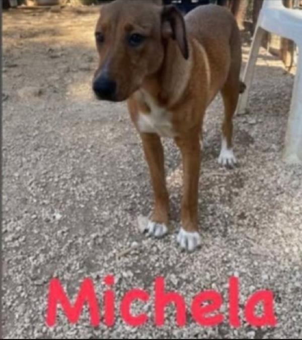 3cucciolotti marroni nessuno li ha scelti.GARGANO Foto 2