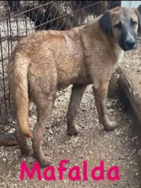 3cucciolotti marroni nessuno li ha scelti.GARGANO Foto 3