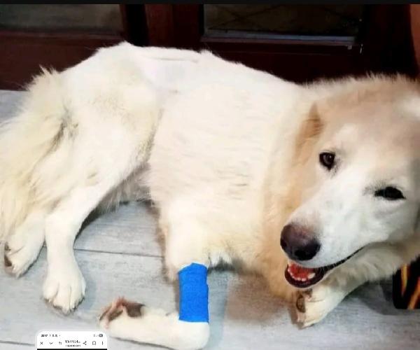 Maremmano 4anni vive in poco spazio.CALABRIA Foto 4