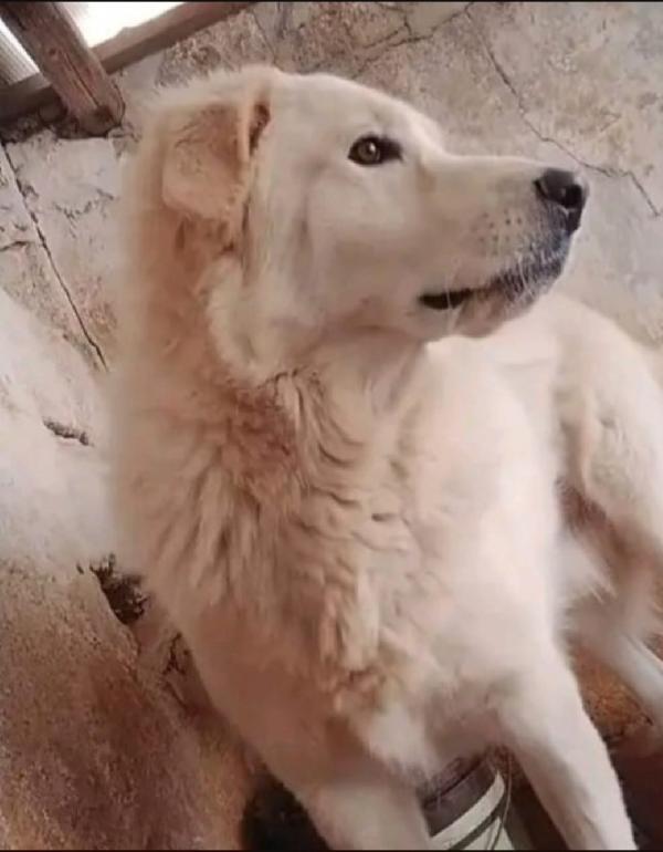 Maremmano 4anni vive in poco spazio.CALABRIA Foto 5