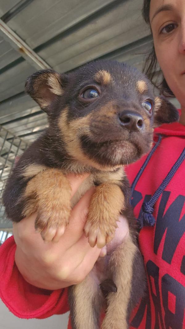 Giglio: 2 Mesi Taglia Contenuta 