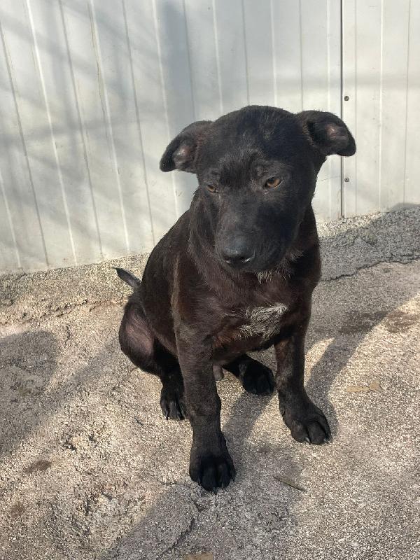 SIMON SIMIL LABRADORINO Foto 2