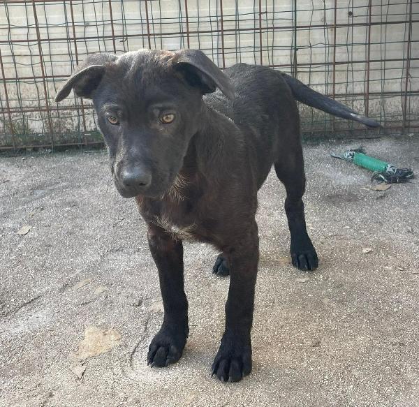 SIMON SIMIL LABRADORINO Foto 3