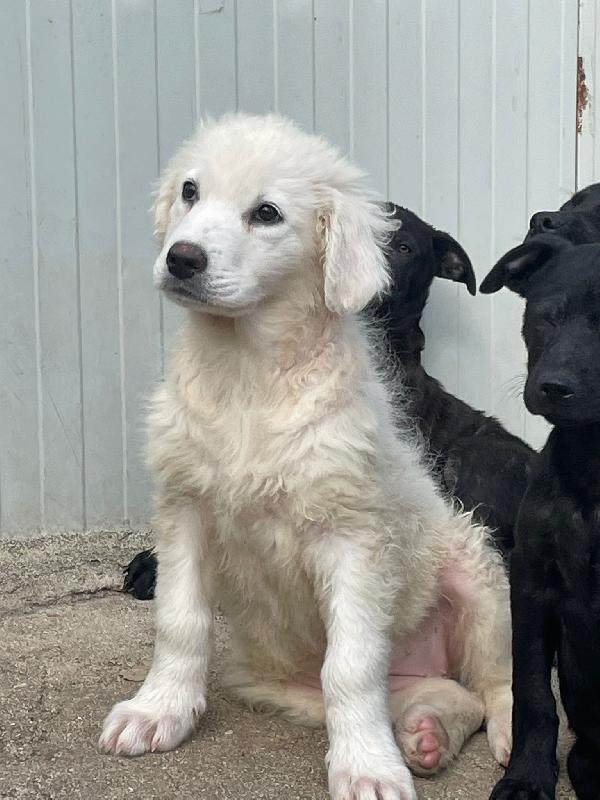 LA SPLENDIDA FREYA Foto 2