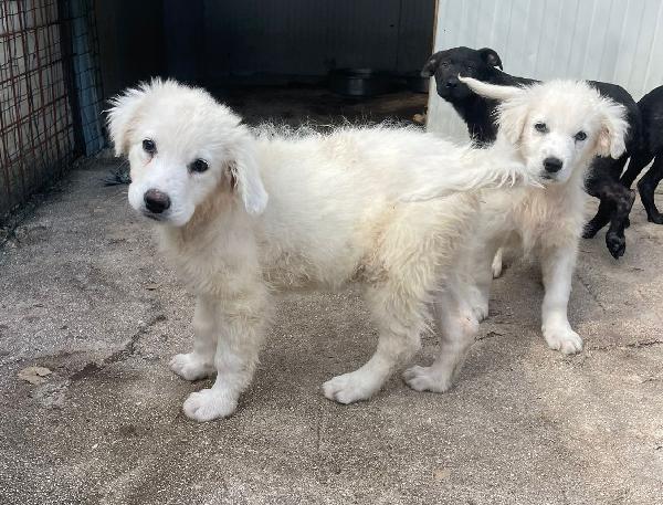 LA SPLENDIDA FREYA Foto 3