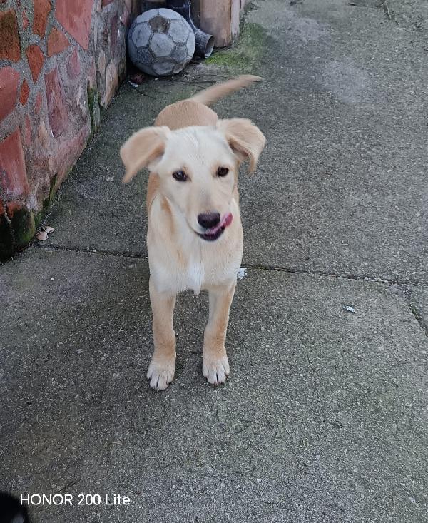 Egle Simil Labradorina